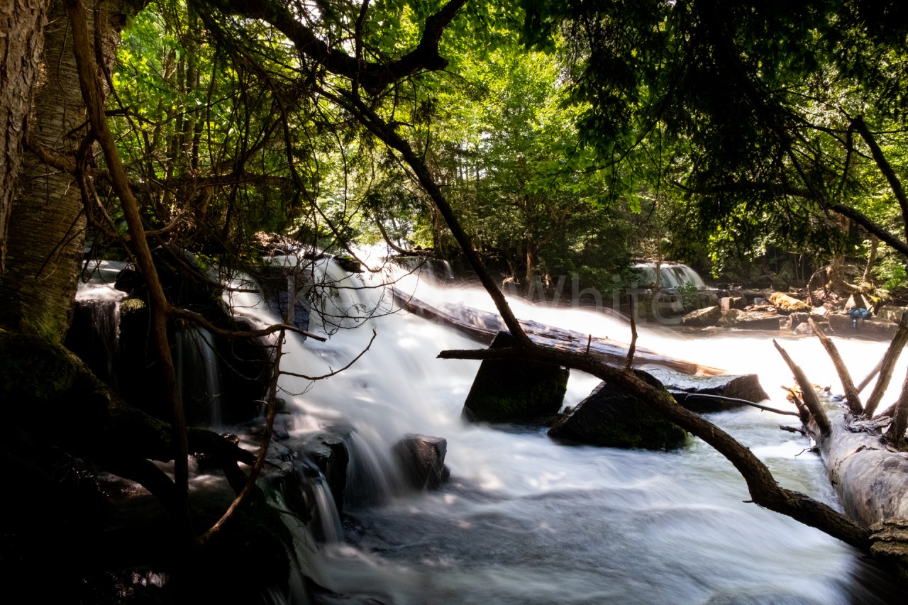Algonquin Tea Lake_20180701-42